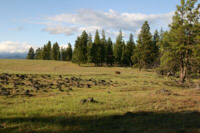 One of our pastures along the woods.