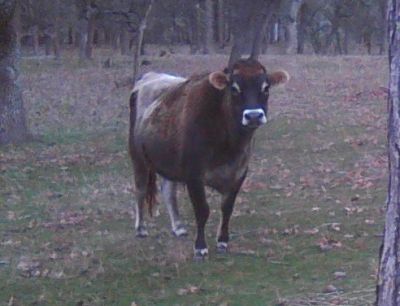 One of our Jersey steers in the pasture.