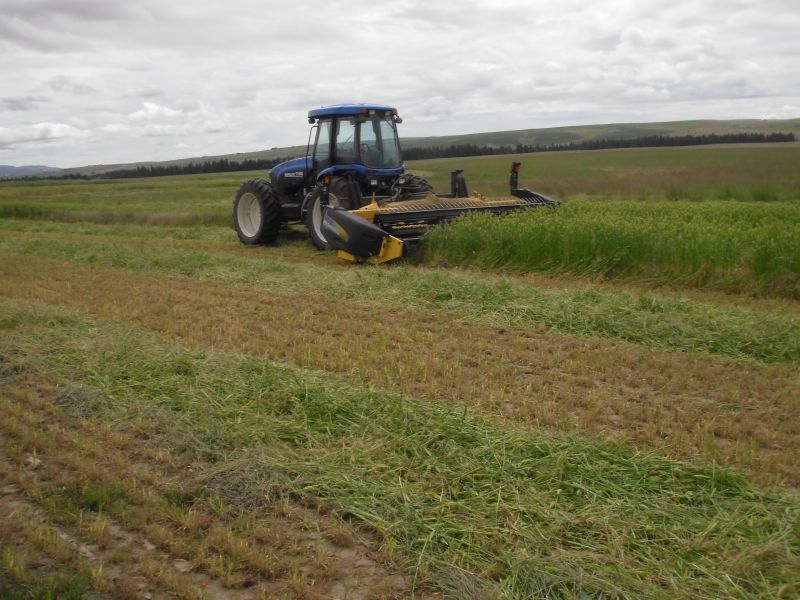 Mowing barley for hay