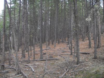 Overgrown 110 year old stand in need of thinning.
