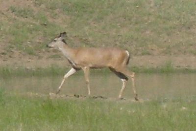 Deer are some of the most common animals on the ranch.