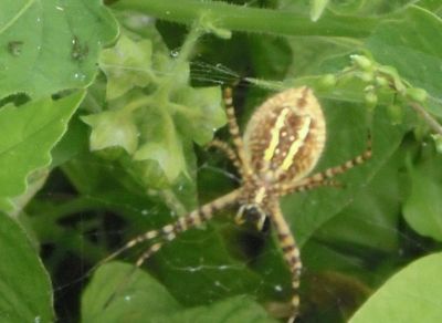 Another spider waiting for flies.