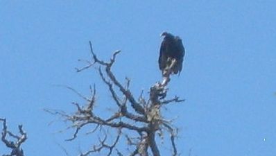 This is a vulture, or a turkey buzzard.  They eat what they can find.